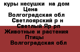 куры несушки  на дом › Цена ­ 200 - Волгоградская обл., Светлоярский р-н, Светлый Яр рп Животные и растения » Птицы   . Волгоградская обл.